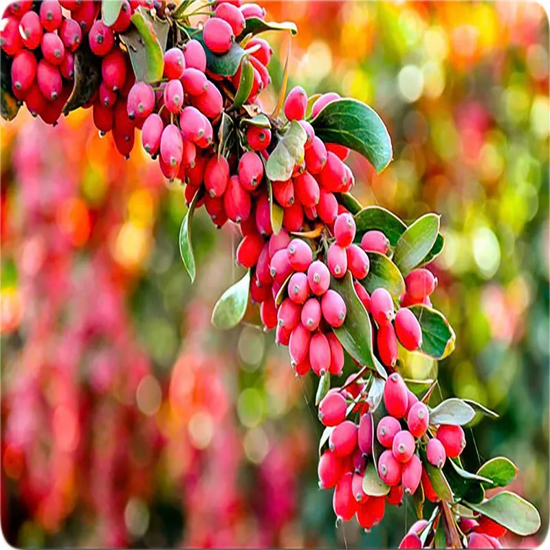 زرشک دانه اناری یک کیلویی
